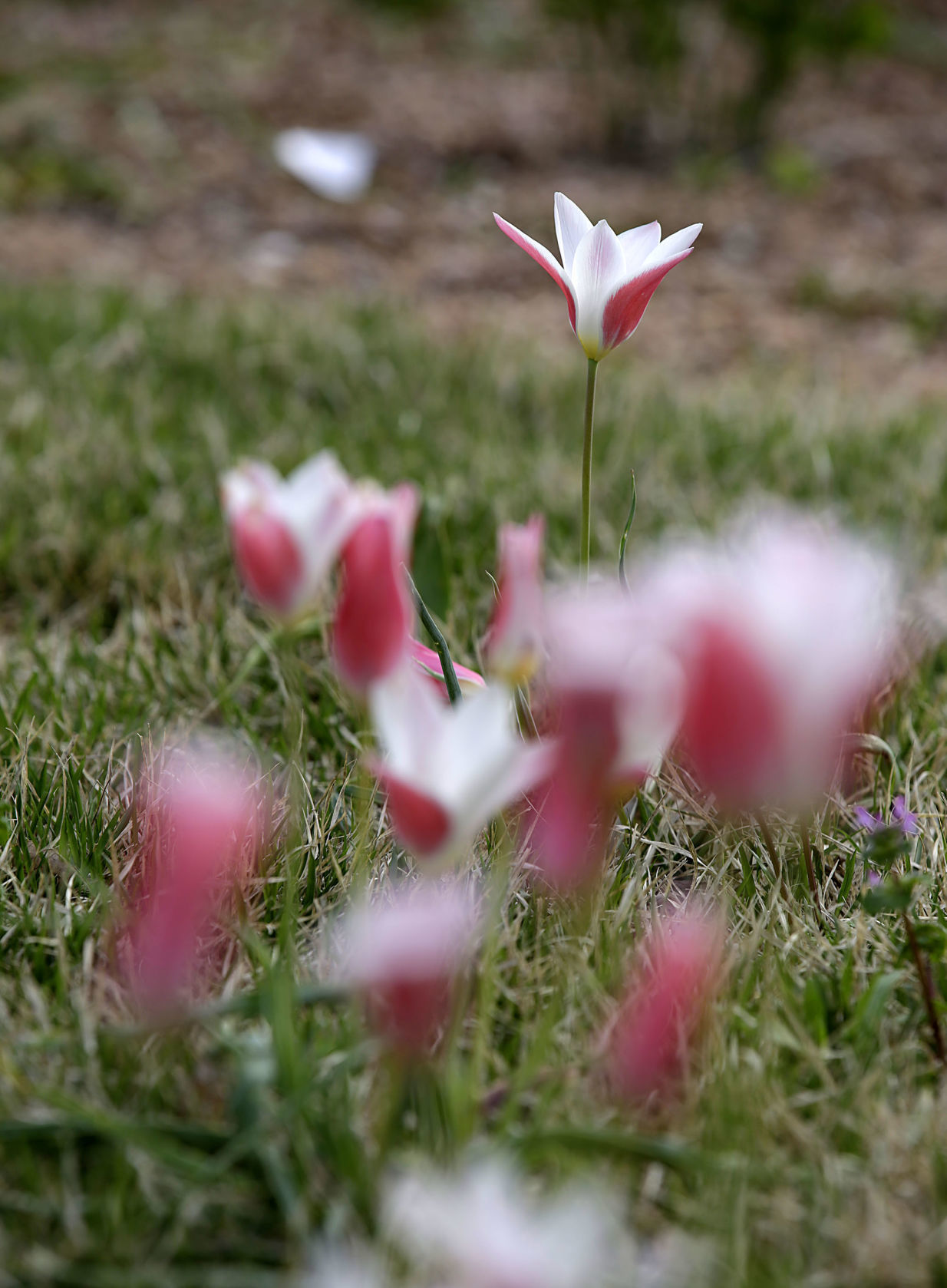 Tulsa Botanic Garden